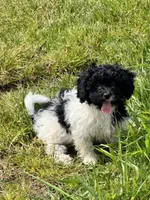 Girl 1, a female Havapoo for sale in Tillamook, OR – 1 of 8