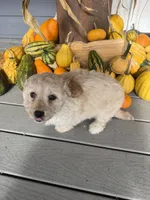 Boy 1, a male Havapoo for sale in Tillamook, OR – 2 of 4