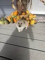 Boy 1, a male Havapoo for sale in Tillamook, OR – 3 of 4