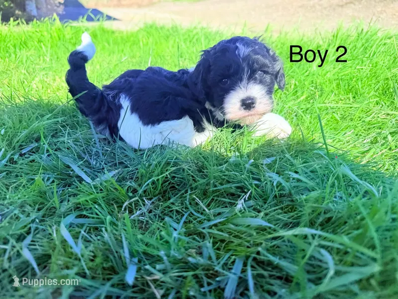 Boy 2 – Havapoo puppy for sale in Tillamook, OR