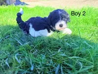 Boy 2, a male Havapoo for sale in Tillamook, OR – 1 of 2