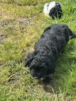 Boy 2 , a male Havapoo for sale in Tillamook, OR – 8 of 9