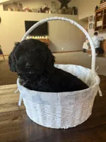 Boy 2 , a male Havapoo for sale in Tillamook, OR – 5 of 9