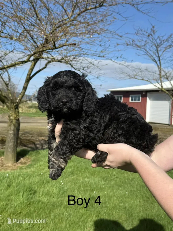 Boy 2  – Havapoo puppy for sale in Tillamook, OR