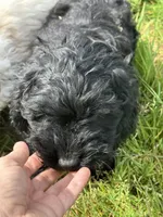Boy 2 , a male Havapoo for sale in Tillamook, OR – 7 of 9