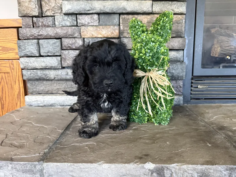 Boy 2  – Havapoo puppy for sale in Tillamook, OR