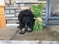 Boy 2 , a male Havapoo for sale in Tillamook, OR – 2 of 9