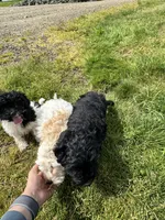 Boy 2 , a male Havapoo for sale in Tillamook, OR – 9 of 9