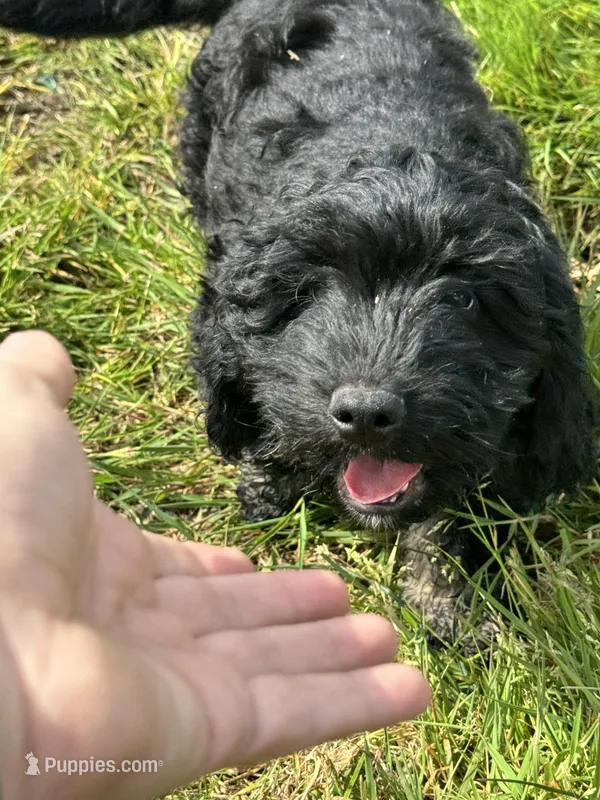 Boy 2  – Havapoo puppy for sale in Tillamook, OR
