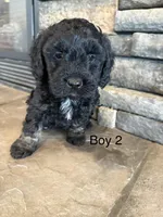 Boy 2 , a male Havapoo for sale in Tillamook, OR – 4 of 9