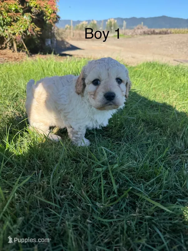 Boy 1 – Havapoo puppy for sale in Tillamook, OR