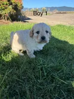 Boy 1, a male Havapoo for sale in Tillamook, OR – 1 of 4