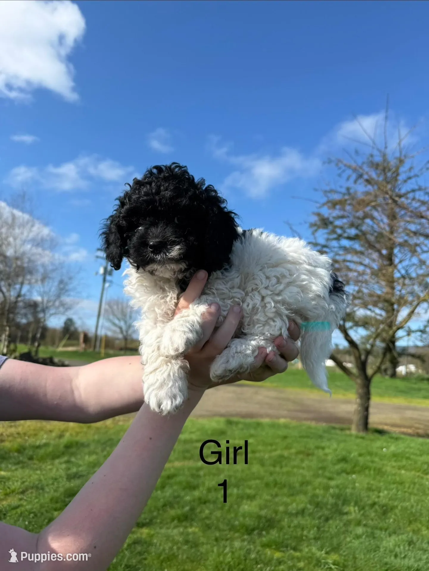 Girl 1, a female Havapoo for sale in Tillamook, OR – 3 of 8