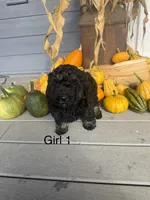 Girl , a female Havapoo for sale in Tillamook, OR – 2 of 2