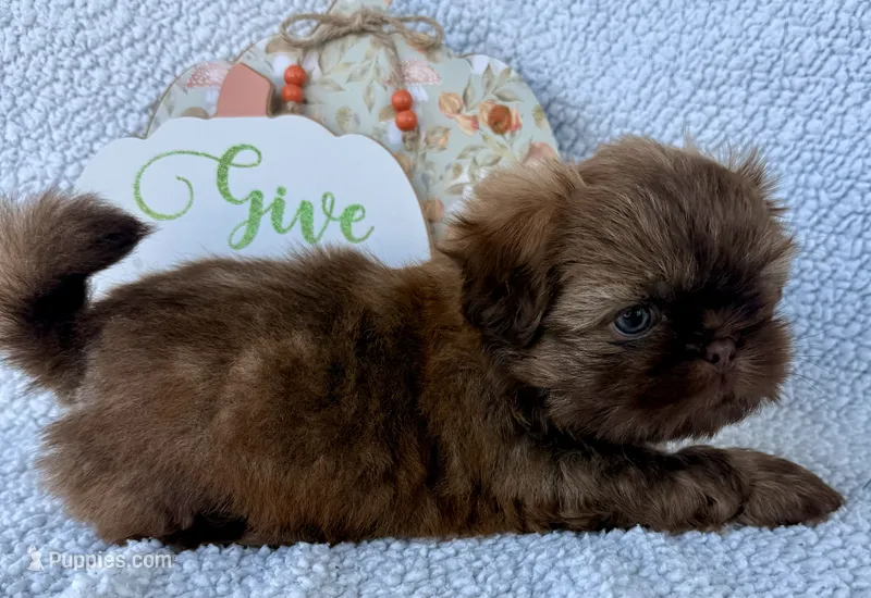 Tucker – Shih Tzu puppy for sale in Aubrey, TX