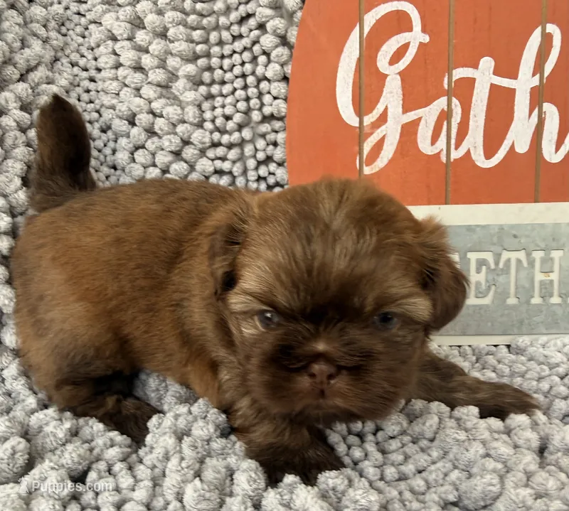 Tucker – Shih Tzu puppy for sale in Aubrey, TX