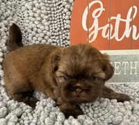 Tucker, a male Shih Tzu for sale in Aubrey, TX – 1 of 6