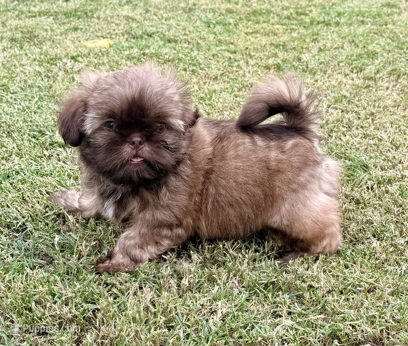TJ – Shih Tzu puppy for sale in Aubrey, TX