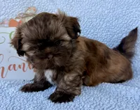 Taco, a male Shih Tzu for sale in Aubrey, TX – 2 of 10