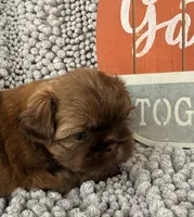 Tucker, a male Shih Tzu for sale in Aubrey, TX – 2 of 6