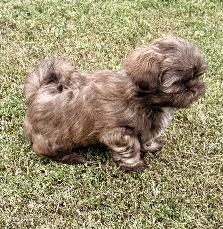 Taco – Shih Tzu puppy for sale in Aubrey, TX