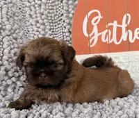 TJ, a male Shih Tzu for sale in Aubrey, TX – 6 of 6