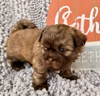 Taco, a male Shih Tzu for sale in Aubrey, TX – 10 of 10