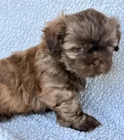 Taco, a male Shih Tzu for sale in Aubrey, TX – 3 of 10