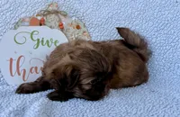Taco, a male Shih Tzu for sale in Aubrey, TX – 5 of 10