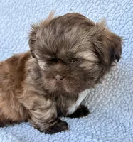 Taco, a male Shih Tzu for sale in Aubrey, TX – 6 of 10