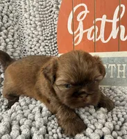 Tucker, a male Shih Tzu for sale in Aubrey, TX – 6 of 6