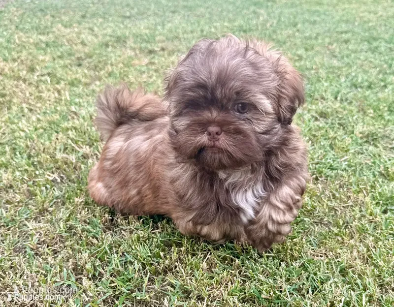 Taco – Shih Tzu puppy for sale in Aubrey, TX