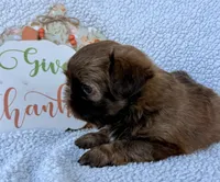 TJ, a male Shih Tzu for sale in Aubrey, TX – 3 of 6