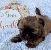 TJ, a male Shih Tzu for sale in Aubrey, TX – 4 of 6