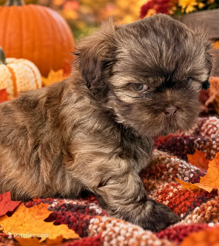 Taco – Shih Tzu puppy for sale in Aubrey, TX