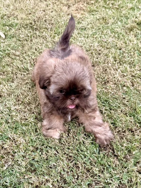 TJ – Shih Tzu puppy on hold in Aubrey, TX