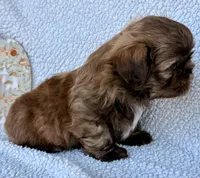 Taco, a male Shih Tzu for sale in Aubrey, TX – 4 of 10