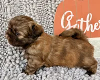 Taco, a male Shih Tzu for sale in Aubrey, TX – 8 of 10