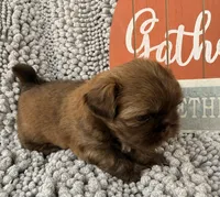 Tucker, a male Shih Tzu for sale in Aubrey, TX – 5 of 6