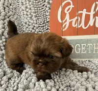Tucker, a male Shih Tzu for sale in Aubrey, TX – 3 of 6