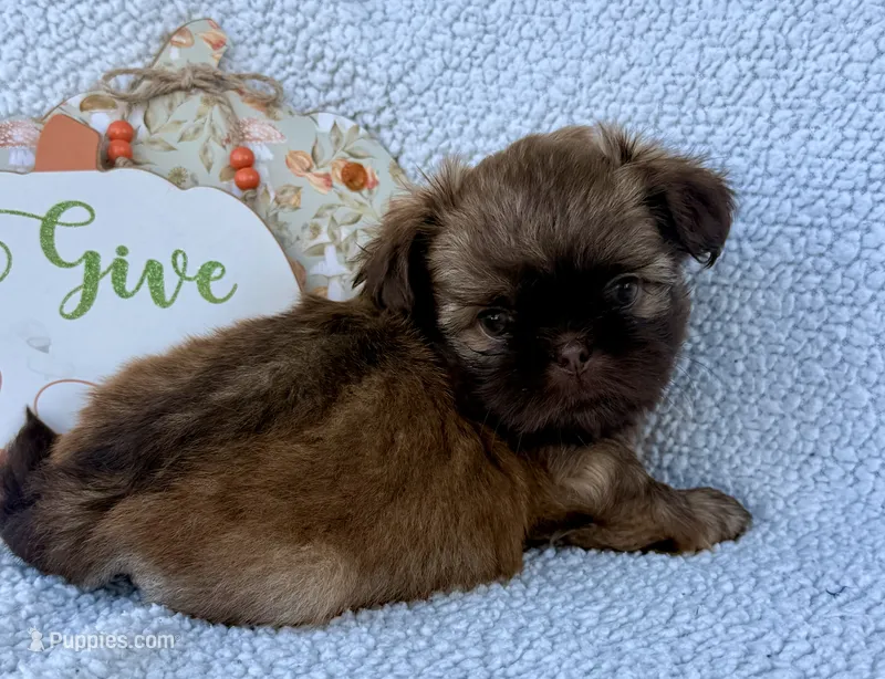 TJ – Shih Tzu puppy for sale in Aubrey, TX