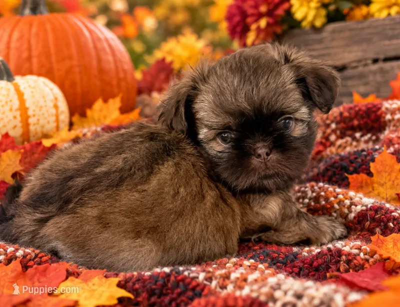 TJ – Shih Tzu puppy for sale in Aubrey, TX