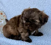 Taco, a male Shih Tzu for sale in Aubrey, TX – 7 of 10