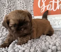 TJ, a male Shih Tzu for sale in Aubrey, TX – 5 of 6