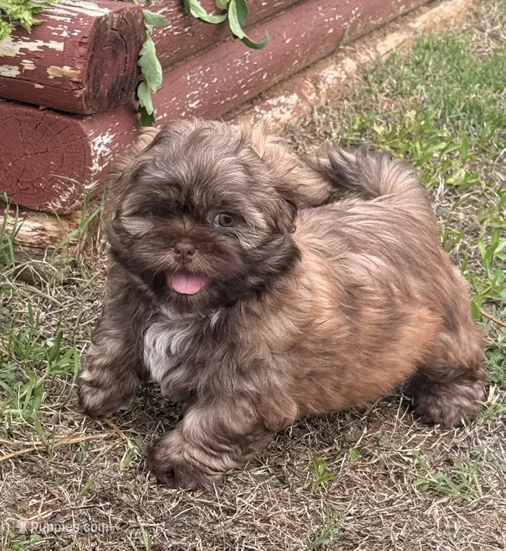 Taco – Shih Tzu puppy for sale in Aubrey, TX
