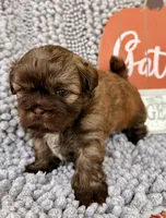 Taco, a male Shih Tzu for sale in Aubrey, TX – 9 of 10