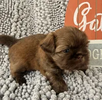 Tucker, a male Shih Tzu for sale in Aubrey, TX – 4 of 6