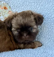 TJ, a male Shih Tzu for sale in Aubrey, TX – 2 of 6