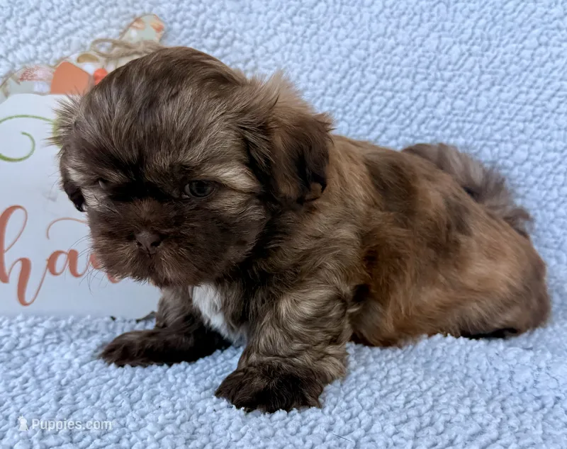 Taco – Shih Tzu puppy for sale in Aubrey, TX