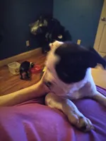 Dint, a female Boston Terrier for sale in Granite City, IL – 6 of 8